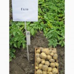 Фермерское хозяйство продаст посадочный картофель