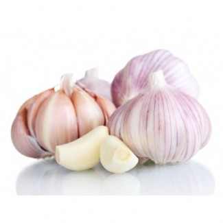 Озимый чеснок Гермидор 50/60 (Germidour) TOP Onions