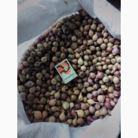 Продам насіння часнику сорту Любаша, Дюшес повітряна кулька (воздушка), однозубка зубок