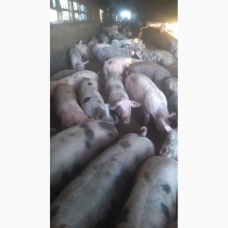 Срочно продам беконых свиней