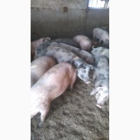 Срочно продам беконых свиней