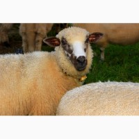 Продаем курдючных овец