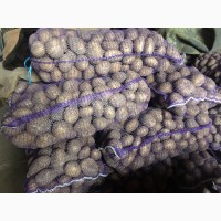 Продам 5 тонн картофеля сорта Алладин и 5 тонн сорта Нектар