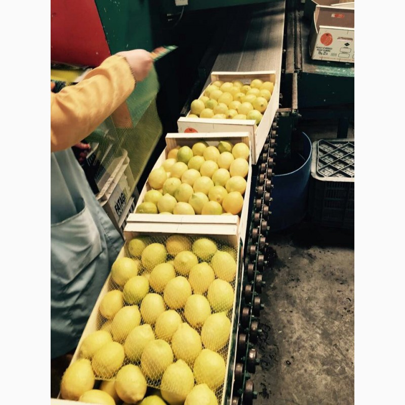 Фото 3. Лимоны Марокканские