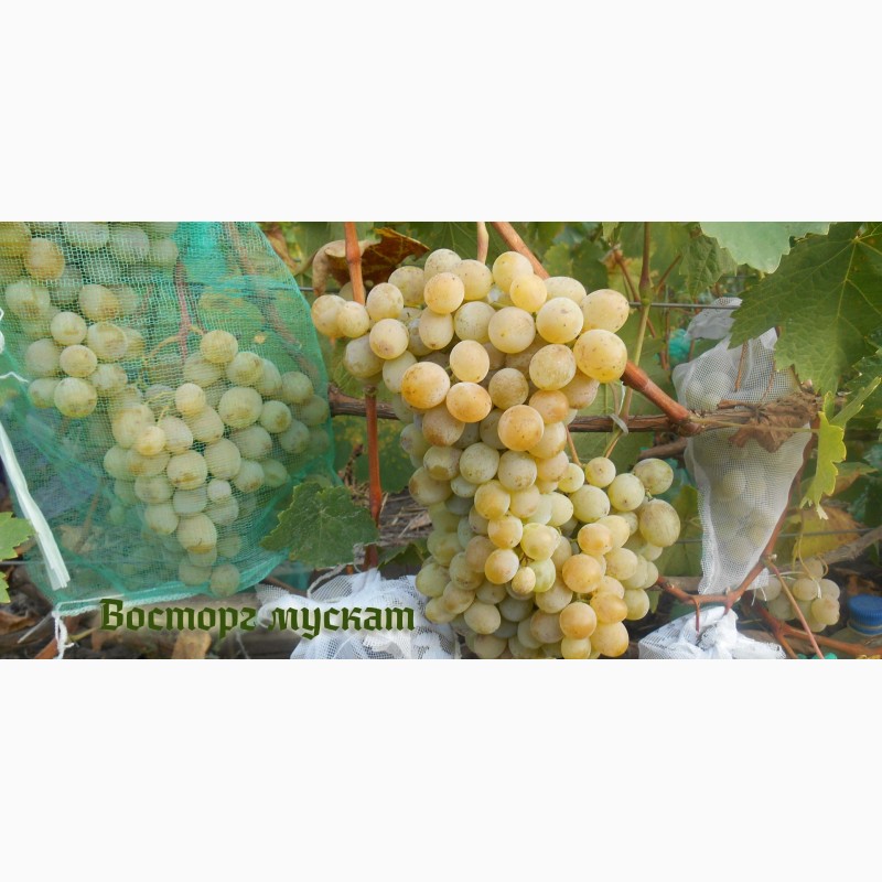 Фото 11. Продам черенки элитных сортов винограда недорого