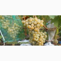 Продам черенки элитных сортов винограда недорого