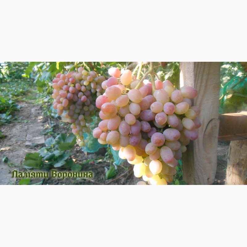 Фото 4. Продам черенки элитных сортов винограда недорого