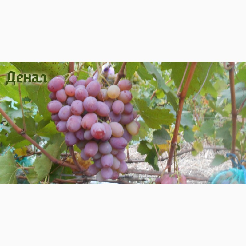 Фото 5. Продам черенки элитных сортов винограда недорого