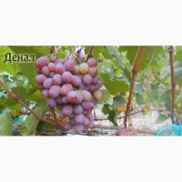 Продам черенки элитных сортов винограда недорого