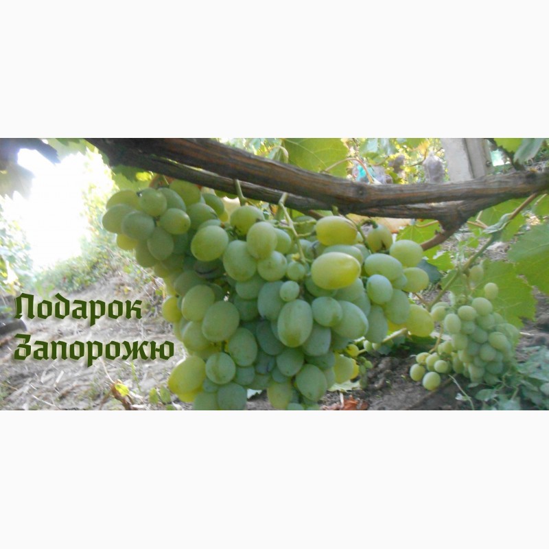 Фото 7. Продам черенки элитных сортов винограда недорого