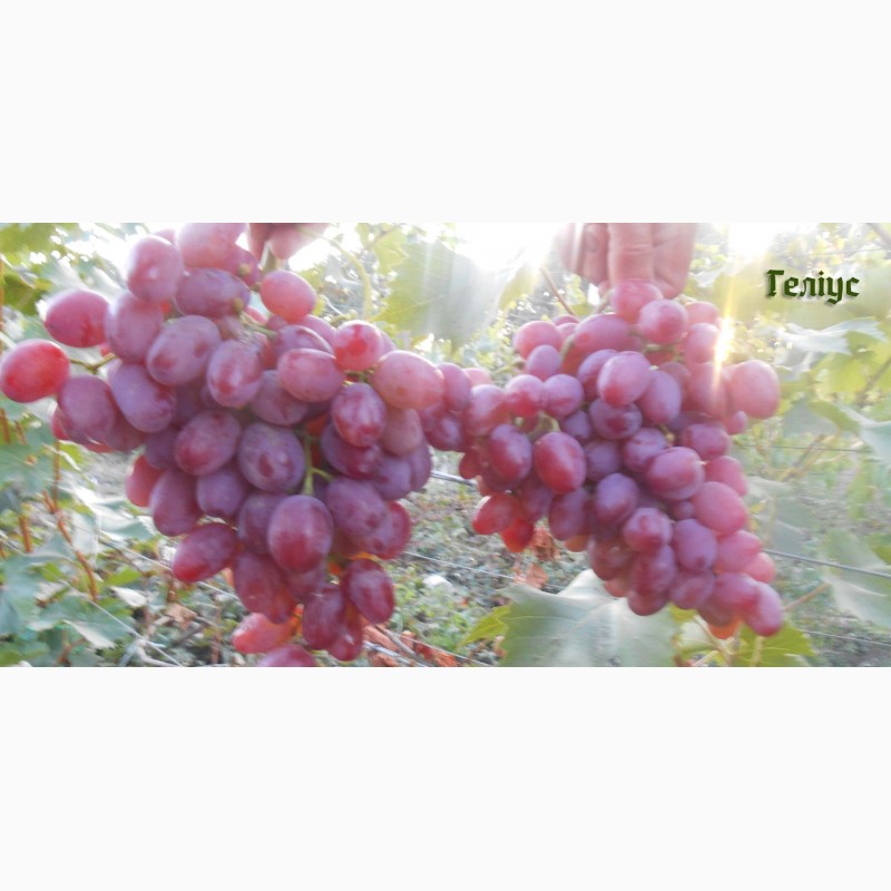 Фото 9. Продам черенки элитных сортов винограда недорого