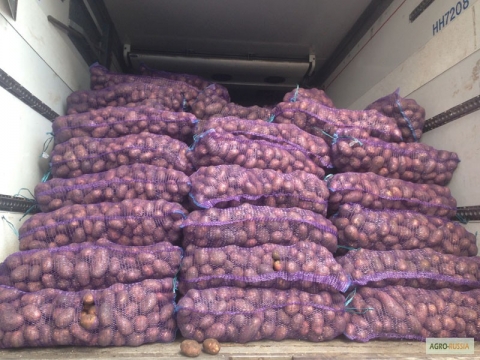 Фото 3. Продам картошку в большие кол-вах Продам товарный и посадочный картофель хорошего качества