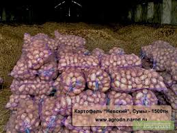 Фото 5. Продам картошку в большие кол-вах Продам товарный и посадочный картофель хорошего качества