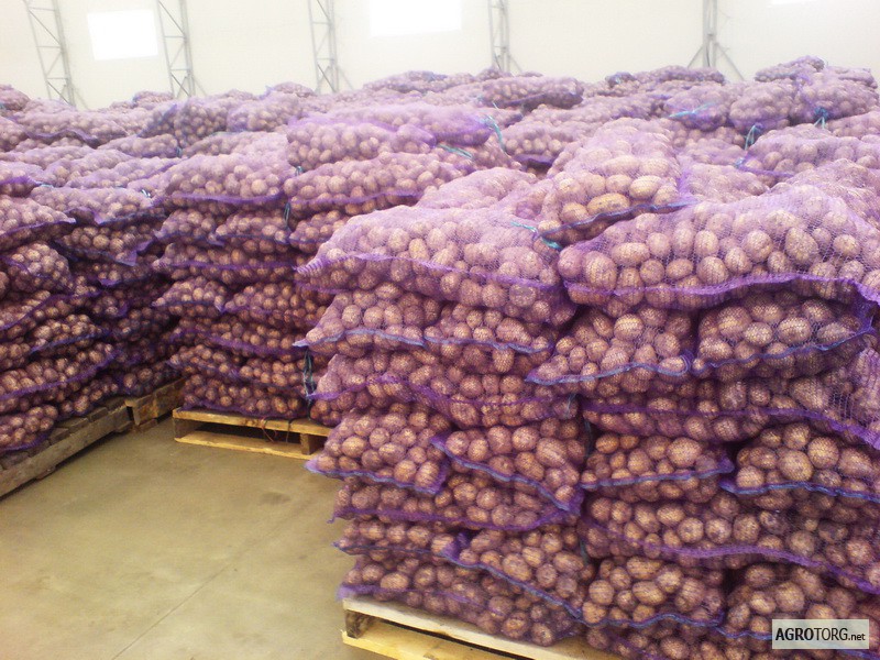 Фото 6. Продам картошку в большие кол-вах Продам товарный и посадочный картофель хорошего качества