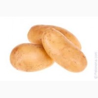 Продам картошку в большие кол-вах Продам товарный и посадочный картофель хорошего качества