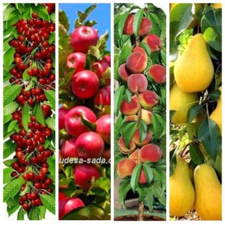 Саженцы колоновидных деревьев слива, персик, груша, черешня, яблоня, абрикос, черешня