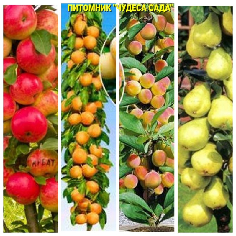 Фото 2. Саженцы колоновидных деревьев слива, персик, груша, черешня, яблоня, абрикос, черешня