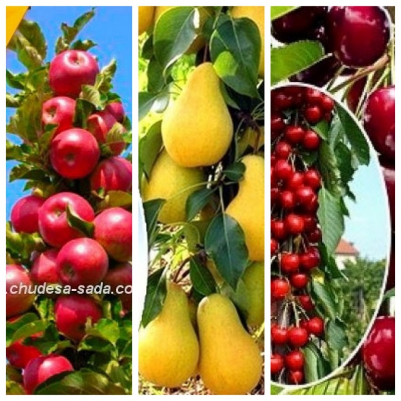 Фото 3. Саженцы колоновидных деревьев слива, персик, груша, черешня, яблоня, абрикос, черешня