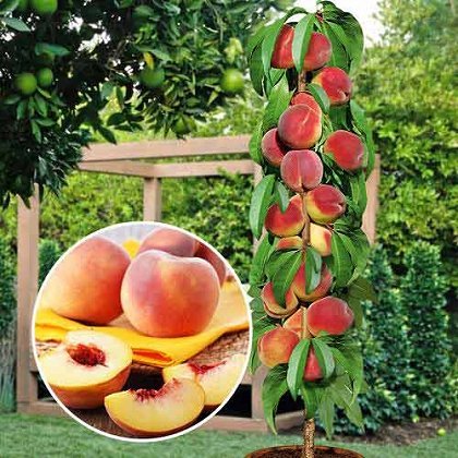 Фото 4. Саженцы колоновидных деревьев слива, персик, груша, черешня, яблоня, абрикос, черешня