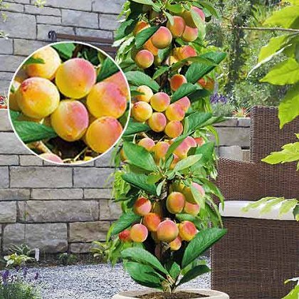 Фото 5. Саженцы колоновидных деревьев слива, персик, груша, черешня, яблоня, абрикос, черешня
