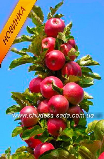 Фото 7. Саженцы колоновидных деревьев слива, персик, груша, черешня, яблоня, абрикос, черешня