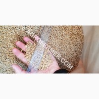 Семена пшеницы сорт FOX мягкий Канадский трансгенный сорт двуручки (элита)
