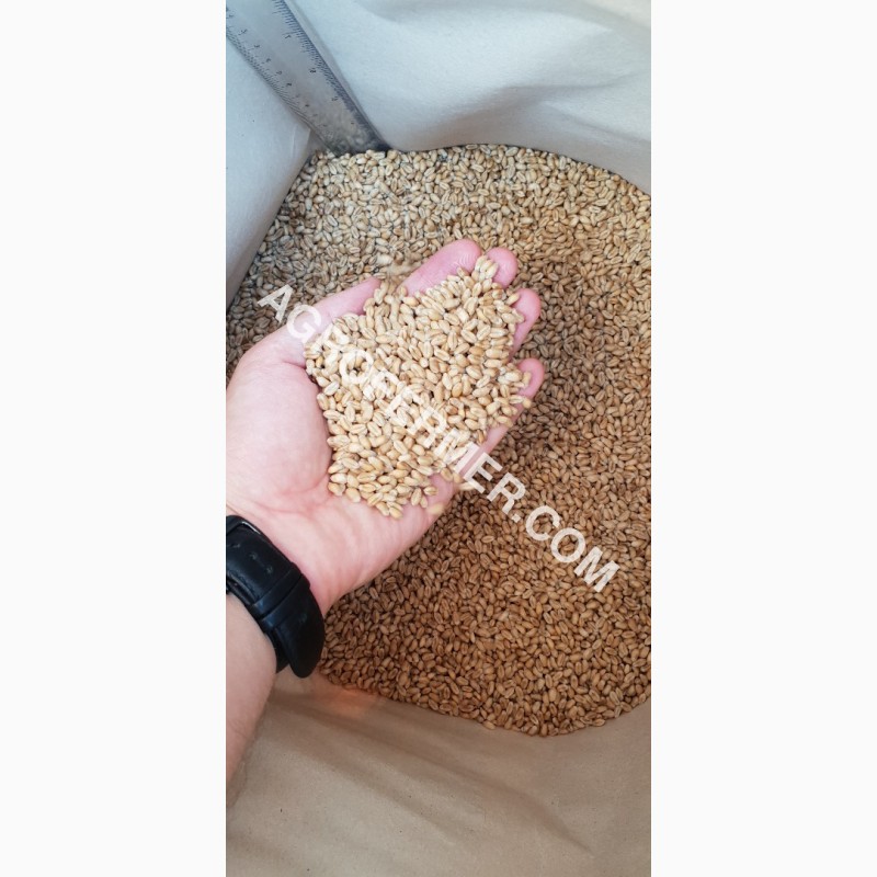Фото 2. Семена пшеницы сорт FOX мягкий Канадский трансгенный сорт двуручки (элита)