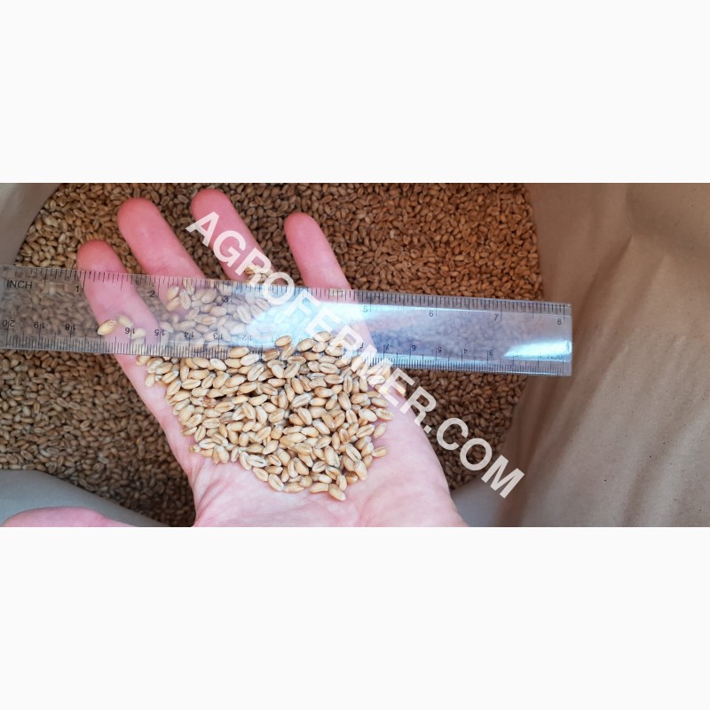 Фото 4. Семена пшеницы сорт FOX мягкий Канадский трансгенный сорт двуручки (элита)