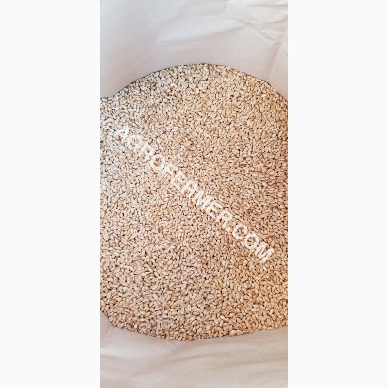 Фото 5. Семена пшеницы сорт FOX мягкий Канадский трансгенный сорт двуручки (элита)