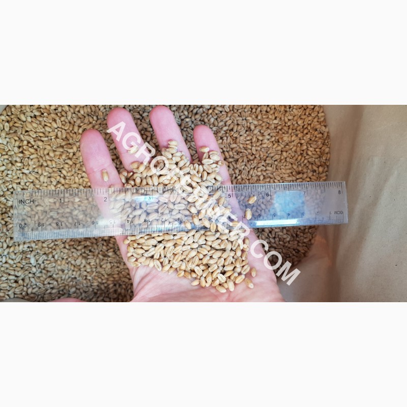 Фото 8. Семена пшеницы сорт FOX мягкий Канадский трансгенный сорт двуручки (элита)
