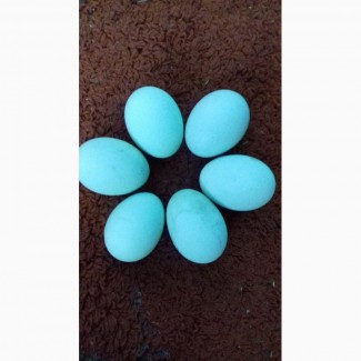 Инкубационные яйца ЛЕГБАР