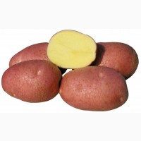 Куплю картошку хорошего качества