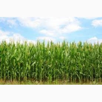 РАМ 8143 ФАО 260 семена кукурузы