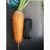 Продам морковь товарную, сорт БОЛИВАР. Запорожская область, пгт Акимовка