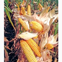 Насіння кукурудзи АР 18102 К(Симона) ФАО 320 (стандарт)