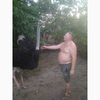 Продам страуса