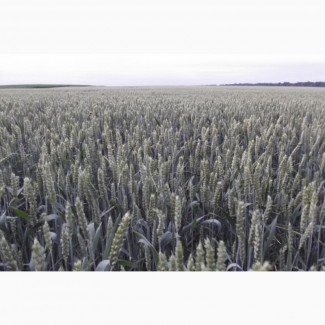 Семена яровой пшеницы Широкко - 1реп. (КВС)
