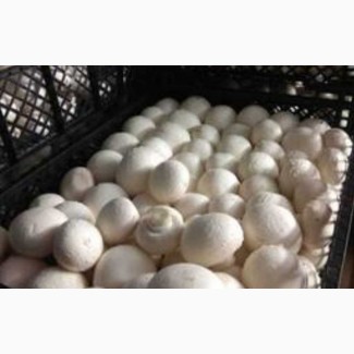 Продам грибы шампиньоны от производителя