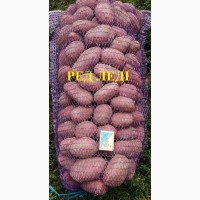 Продам домашню, органічну велику та насінну картоплю