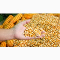 Куплю кукурудзу на Ізмаїл (велика кількість)