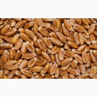 Продам пшеницю фураж 200 тонн, Полтавська обл