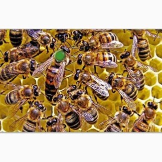 Продам матка КАРНІКА, КАРПАТКА 2024 плідні бджоломатки плодные матки пчеломатки