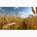 Пшениця фуражна