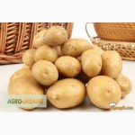 Картопля Альбатрос оптом від 20тонн, вигідні умови