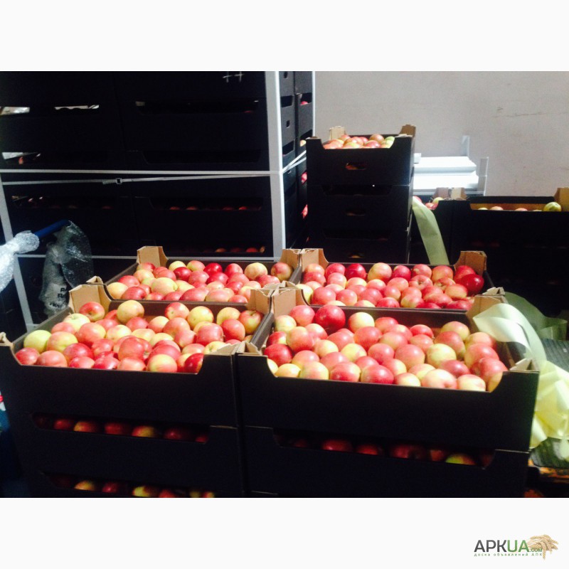 Продам польские яблоки по цене производителя, оптом