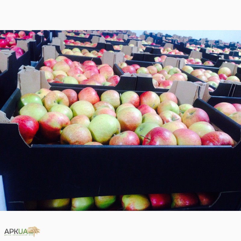Фото 5. Продам польские яблоки по цене производителя, оптом