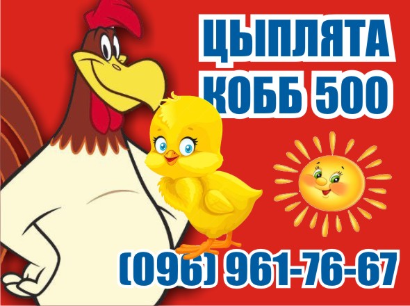 Цыплята бройлер КОББ-500