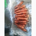 Продам морковь сорта Абако, Романс
