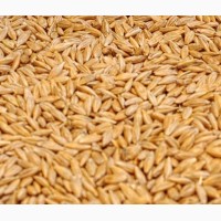 Купуємо зерно вівса, гречки, проса, ячменю, пшениця фуражна, кукуруза