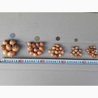 Продам лук севок(тыканка) Фракции 0, 1, 2 и 3 лук на перо (цены уточняйте)